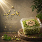 جوانه شبدر