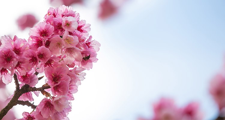 تدابیر حفظ سلامتی در فصل بهار